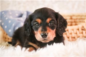 Dane - Tweenie Dachshund for sale