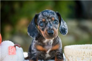 Nate - puppy for sale