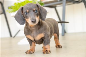 Reagan - Dachshund, Mini for sale