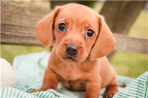 Kristopher - Dachshund, Mini for sale