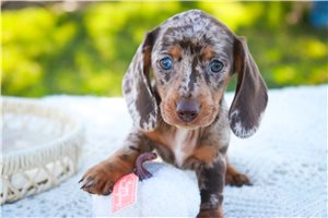 Nadine - puppy for sale