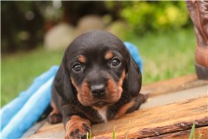 Octavius - Mini Dachshund for sale