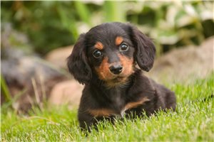 Biscuit - Dachshund, Mini for sale