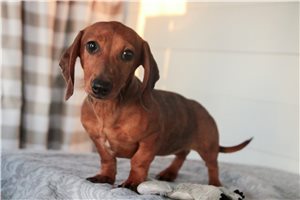 Nicole - Dachshund, Mini for sale
