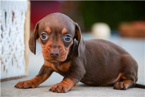 Esme - Dachshund, Mini for sale