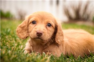 Kelsey - puppy for sale