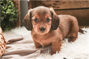 Blake - Dachshund, Mini for sale