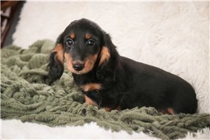 Bixby - Dachshund, Mini for sale