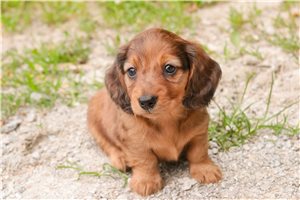 Jayden - Dachshund, Tweenie for sale