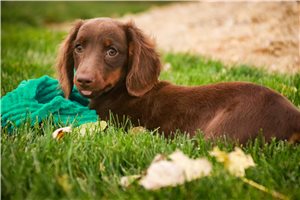 Dora - Dachshund for sale