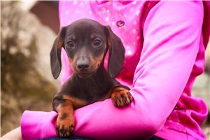 Donna - puppy for sale