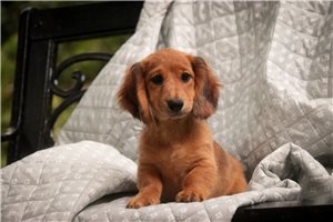 Jace - Dachshund, Tweenie for sale