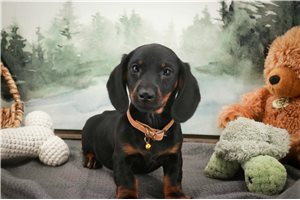Rhett - puppy for sale