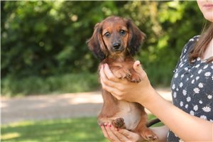 Jaime - Dachshund, Tweenie for sale