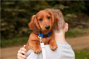 Jayden - Tweenie Dachshund for sale