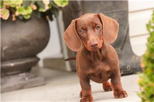 Tinkerbell - Dachshund, Tweenie for sale