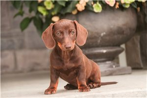 Tamara - Dachshund, Tweenie for sale