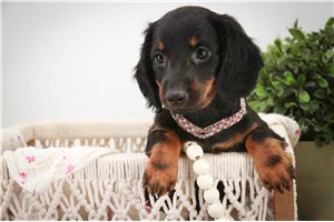 Regina - puppy for sale
