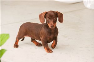 Tyra - Dachshund, Tweenie for sale