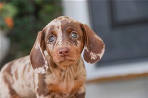 Tanya - puppy for sale