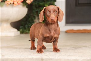 Tinkerbell - Dachshund, Tweenie for sale