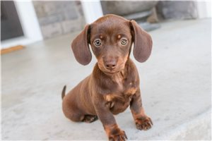 Tamara - puppy for sale