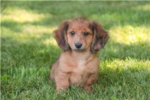 Jace - Dachshund, Tweenie for sale