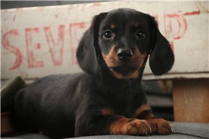Grace - Dachshund, Tweenie for sale