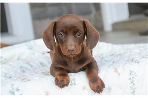 Tyra - Tweenie Dachshund for sale
