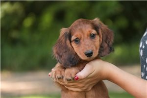 Jayden - Tweenie Dachshund for sale