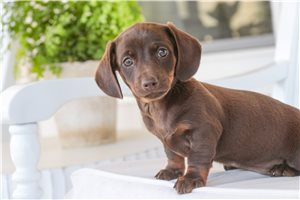 Tinkerbell - Tweenie Dachshund for sale