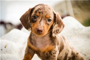 Delta - puppy for sale