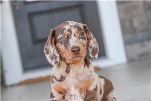 Trixie - puppy for sale