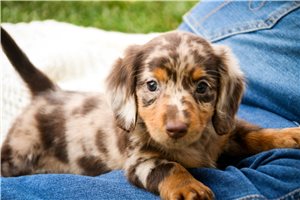 Donald - puppy for sale