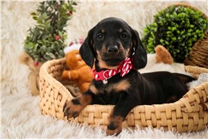 Georgia - Dachshund, Tweenie for sale