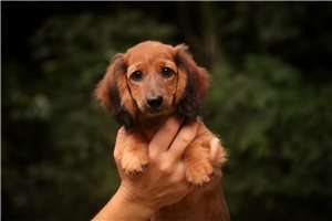 Jaime - Dachshund, Tweenie for sale