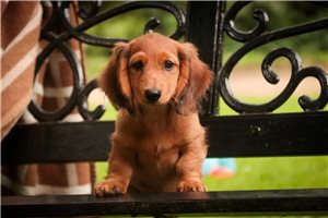 Jayden - Dachshund, Tweenie for sale