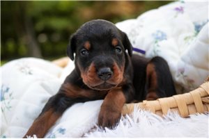 Aria - Doberman Pinscher for sale