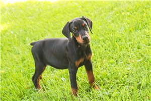 Ava - Doberman Pinscher for sale