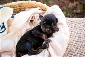 Asher - Doberman Pinscher for sale