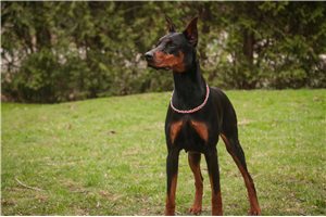 Upcoming Male - Doberman Pinscher for sale