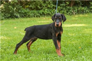 Asher - Doberman Pinscher for sale