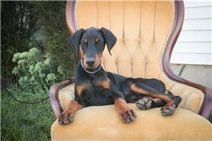 Asher - Doberman Pinscher for sale