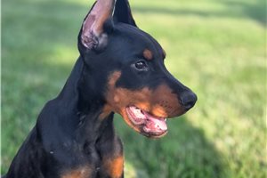 Apollo - Doberman Pinscher for sale