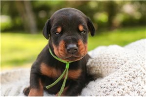 Axel - Doberman Pinscher for sale