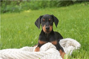 Ava - Doberman Pinscher for sale