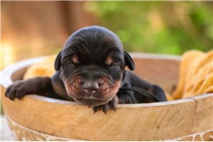 Atlas - Doberman Pinscher for sale