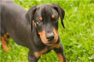 Axel - Doberman Pinscher for sale