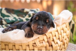 Archer - puppy for sale