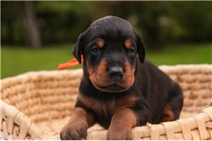 Athena - Doberman Pinscher for sale